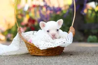 Waylon, a male French Bulldog for sale in Millersburg, OH – 3 of 6
