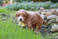 Luca, a male Maltipoo for sale in Millersburg, OH – 5 of 6