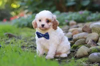 Hudson, a male Cavapoo for sale in Millersburg, OH – 7 of 8
