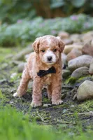 Lincoln, a male Maltipoo for sale in Millersburg, OH – 6 of 7