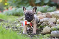 Benny, a male French Bulldog for sale in Millersburg, OH – 3 of 6