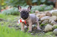Benny, a male French Bulldog for sale in Millersburg, OH – 4 of 6