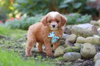 Murphy, a male Cavapoo for sale in Millersburg, OH – 5 of 7