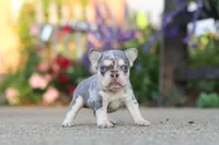 Sienna, a female French Bulldog for sale in Millersburg, OH – 10 of 10