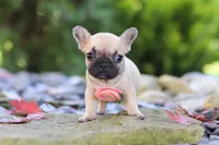 Brielle, a female French Bulldog for sale in Millersburg, OH – 6 of 6