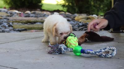 Maisie, a female Cavapoo for sale in Millersburg, OH – 8 of 8