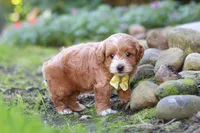 Luca, a male Maltipoo for sale in Millersburg, OH – 3 of 6
