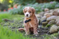 Lincoln, a male Maltipoo for sale in Millersburg, OH – 2 of 7