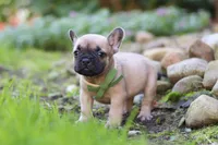 Brody, a male French Bulldog for sale in Millersburg, OH – 7 of 8