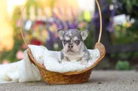 Sienna, a female French Bulldog for sale in Millersburg, OH – 6 of 10