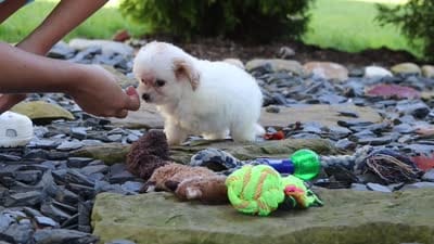 Mila, a female Cavapoo for sale in Millersburg, OH – 6 of 6