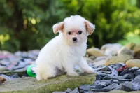 Mila, a female Cavapoo for sale in Millersburg, OH – 2 of 6