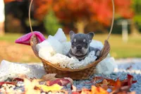 Maple, a female French Bulldog for sale in Millersburg, OH – 4 of 8