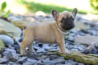 Brody, a male French Bulldog for sale in Millersburg, OH – 3 of 8