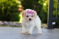 Maisie, a female Cavapoo for sale in Millersburg, OH – 5 of 8