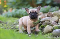 Brody, a male French Bulldog for sale in Millersburg, OH – 4 of 8