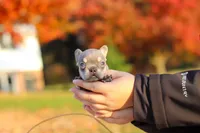 Maple, a female French Bulldog for sale in Millersburg, OH – 3 of 8