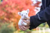 Waylon, a male French Bulldog for sale in Millersburg, OH – 2 of 6
