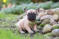 Brody, a male French Bulldog for sale in Millersburg, OH – 5 of 8