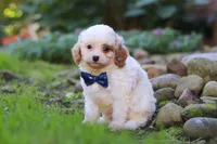 Hudson, a male Cavapoo for sale in Millersburg, OH – 2 of 8