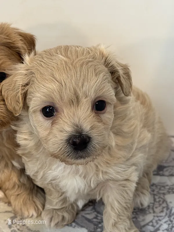 Audi - CKC Reg. Male Maltipoo  – Maltipoo puppy for sale in Cullman, AL