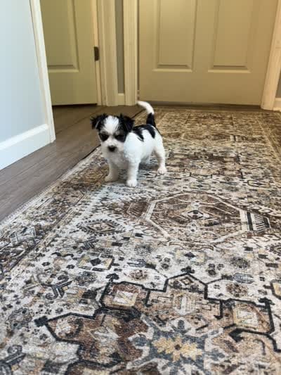 Coco-CKC Registered Morkie, a female Morkie for sale in Cullman, AL – 6 of 6