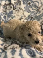 Audi - CKC Reg. Male Maltipoo , a male Maltipoo for sale in Cullman, AL – 3 of 8
