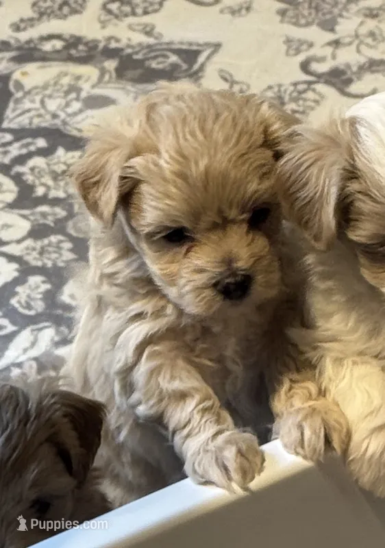Audi - CKC Reg. Male Maltipoo  – Maltipoo puppy for sale in Cullman, AL