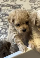 Audi - CKC Reg. Male Maltipoo , a male Maltipoo for sale in Cullman, AL – 1 of 8