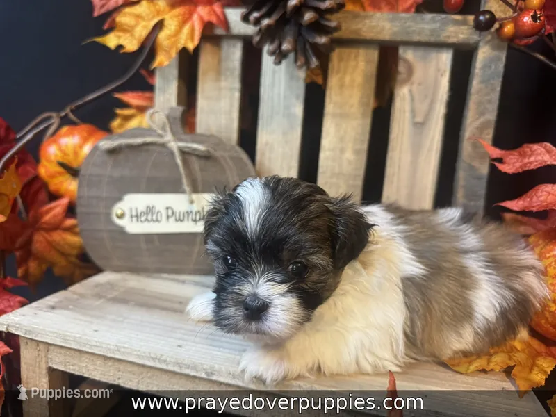 Mia ~ CKC Registered ~ Vet checked & 1st shots – Mal Shi puppy for sale in Cullman, AL