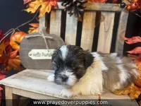Mia ~ CKC Registered ~ Vet checked & 1st shots, a female Mal Shi for sale in Cullman, AL – 1 of 10