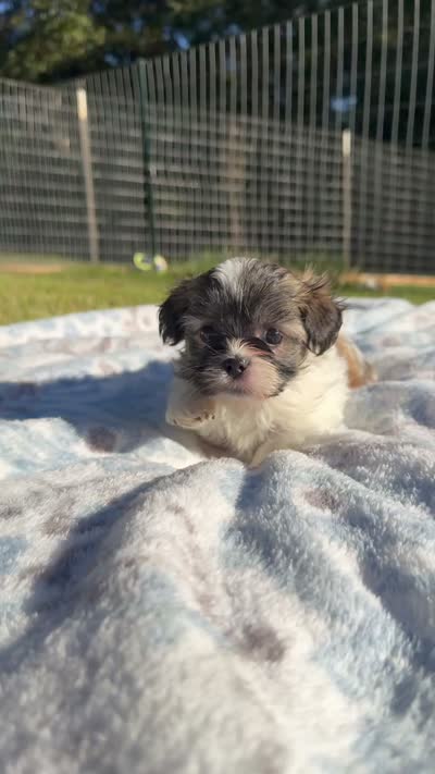 Mia~CKC Registered~Vet checked & 1st Shots - See Videos, a female Mal Shi for sale in Cullman, AL – 4 of 8