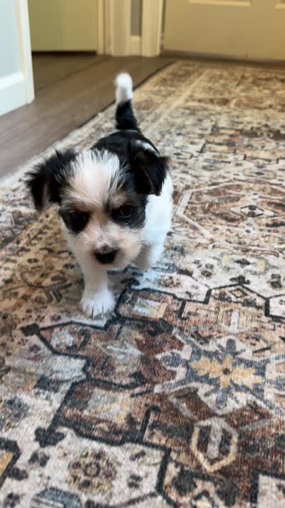 Coco-CKC Registered Morkie, a female Morkie for sale in Cullman, AL – 5 of 6