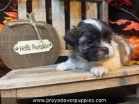 Mia ~ CKC Registered ~ Vet checked & 1st shots, a female Mal Shi for sale in Cullman, AL – 7 of 10