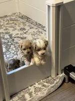 Audi - CKC Reg. Male Maltipoo , a male Maltipoo for sale in Cullman, AL – 4 of 8