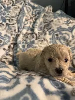 Audi - CKC Reg. Male Maltipoo , a male Maltipoo for sale in Cullman, AL – 2 of 8