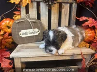 Mia ~ CKC Registered ~ Vet checked & 1st shots, a female Mal Shi for sale in Cullman, AL – 4 of 10