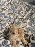 Audi - CKC Reg. Male Maltipoo , a male Maltipoo for sale in Cullman, AL – 6 of 8