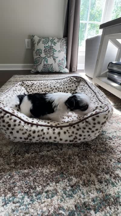 Coco-CKC Registered Morkie, a female Morkie for sale in Cullman, AL – 3 of 6