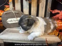 Mia ~ CKC Registered ~ Vet checked & 1st shots, a female Mal Shi for sale in Cullman, AL – 9 of 10