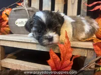 Mia ~ CKC Registered ~ Vet checked & 1st shots, a female Mal Shi for sale in Cullman, AL – 2 of 10