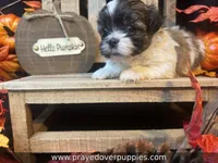 Mia ~ CKC Registered ~ Vet checked & 1st shots, a female Mal Shi for sale in Cullman, AL – 8 of 10