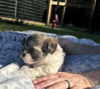 Mia~CKC Registered~Vet checked & 1st Shots - See Videos, a female Mal Shi for sale in Cullman, AL – 6 of 8