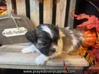 Mia ~ CKC Registered ~ Vet checked & 1st shots, a female Mal Shi for sale in Cullman, AL – 3 of 10