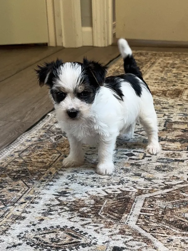 Coco-CKC Registered Morkie – Morkie puppy for sale in Cullman, AL