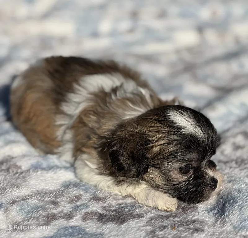 Mia ~ CKC Registered ~ Vet checked & 1st shots – Mal Shi puppy for sale in Cullman, AL