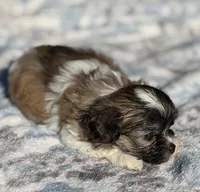 Mia~CKC Registered~Vet checked & 1st Shots - See Videos, a female Mal Shi for sale in Cullman, AL – 1 of 8