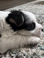 Coco-CKC Registered Morkie, a female Morkie for sale in Cullman, AL – 4 of 6