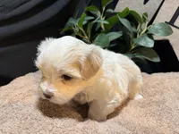 Archie (CKC Registered), a male Maltese for sale in Cullman, AL – Photo 3 of 8