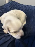 Archie (CKC Registered), a male Maltese for sale in Cullman, AL – Photo 3 of 3